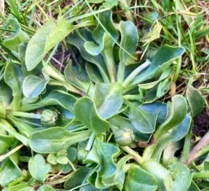 Bodenrosette eines Gänseblümchens im Frühling